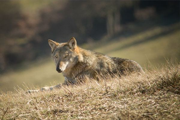 Monte Labbro lupo